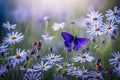 Beautiful wild flowers chamomile, purple wild peas, butterfly Royalty Free Stock Photo