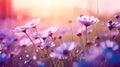 Beautiful wild flowers chamomile, purple wild peas, butterfly in morning haze in nature close-up macro Royalty Free Stock Photo