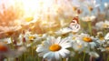 Beautiful_wild_flowers_daisies_and_butterfly_in_morning_1690444404489_8 Royalty Free Stock Photo