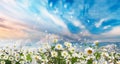 Beautiful  wild flowers on field in forest and park green grass chamomile flowers trees branch blue sky nature landscape summer Royalty Free Stock Photo