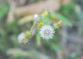 Beautiful fluffy white dandelion flower, green meadow, close-up, grass background