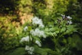 Beautiful wild flowers in forest. Lush green landscape in Rothaar Mountains in Northrhine-Westphalia  Germany Royalty Free Stock Photo