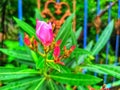 Beautiful wild flowers front of blue iron fence