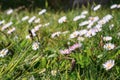 Beautiful wild flowers in a green grass field in a park. Selective focus Royalty Free Stock Photo