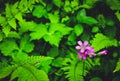 Beautiful wild flowers, group of tiny bright pink flowers with blur fern foliage and different green leaves Royalty Free Stock Photo