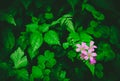 Beautiful wild flowers, group of tiny bright purple flowers in the forest with clover leaf, fern and different green leaves Royalty Free Stock Photo