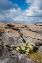 Beautiful wild flowers grow in a rough stone environment, Burren area, Ireland. Life in hard conditions concept. Blue cloudy sky