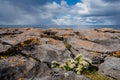 Beautiful wild flowers grow in a rough stone environment, Burren area, Ireland. Life in hard conditions concept. Blue cloudy sky