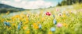 Beautiful wild flowers in a meadow, nature landscape, copy space Royalty Free Stock Photo