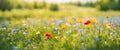 Beautiful wild flowers in a meadow, nature landscape, copy space Royalty Free Stock Photo