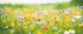 Beautiful wild flowers in a meadow, nature landscape, copy space Royalty Free Stock Photo