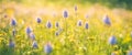 Beautiful wild flowers in a meadow, nature landscape, copy space Royalty Free Stock Photo