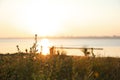 Beautiful wild flowers near river at sunrise. Early morning landscape Royalty Free Stock Photo