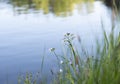 Beautiful wild flowers near the water of quiet pond or lake, summer landscape with copy space Royalty Free Stock Photo