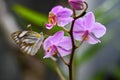 Beautiful wild flowers Orchid, purple wild peas, butterfly in morning haze in nature Royalty Free Stock Photo