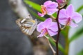 Beautiful wild flowers Orchid, purple wild peas, butterfly in morning haze in nature Royalty Free Stock Photo