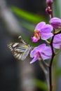 Beautiful wild flowers Orchid, purple wild peas, butterfly in morning haze in nature Royalty Free Stock Photo