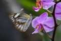 Beautiful wild flowers Orchid, purple wild peas, butterfly in morning haze in nature Royalty Free Stock Photo