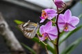 Beautiful wild flowers Orchid, purple wild peas, butterfly in morning haze in nature Royalty Free Stock Photo