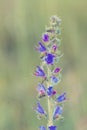 Beautiful wild flowers poisonous plant Echium vulgare