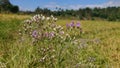 Beautiful purple colour wild flowers Royalty Free Stock Photo