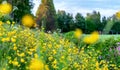 Beautiful wild flowers on the roadside and ditch, summer meadow, sunset time - close up photo with blurry background, Sweden Royalty Free Stock Photo