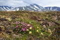 Beautiful wild flowers of Silene acaulis, known as moss campion or cushion pink and Dryas in the tundra on a background of mountai Royalty Free Stock Photo