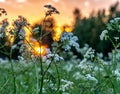 Beautiful wild flowers on summer meadow, sunset time - close up photo with blurry background and bokeh, Sweden landscape Royalty Free Stock Photo