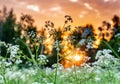 Beautiful wild flowers on summer meadow, sunset time - close up photo with blurry background and bokeh, Sweden landscape Royalty Free Stock Photo