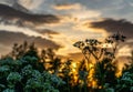 Beautiful wild flowers on summer meadow, sunset time - close up photo with blurry background and bokeh, Sweden landscape Royalty Free Stock Photo