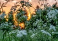 Beautiful wild flowers on summer meadow, sunset time - close up photo with blurry background and bokeh, Sweden landscape Royalty Free Stock Photo