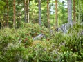 Beautiful wild forest closeup