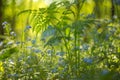 Beautiful wild forest small blue flowers and green plants with light bokeh in sunlight. Abstract blurred background Royalty Free Stock Photo