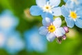 Beautiful wild forget-me-not Myosotis flower blossom flowers in spring time. Close up macro blue flowers, selective focus. Royalty Free Stock Photo