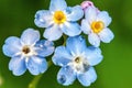 Beautiful wild forget-me-not Myosotis flower blossom flowers in spring time. Close up macro blue flowers with rain drops, Royalty Free Stock Photo