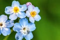 Beautiful wild forget-me-not Myosotis flower blossom flowers in spring time. Close up macro blue flowers with rain drops Royalty Free Stock Photo