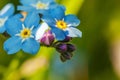 Beautiful wild forget-me-not Myosotis flower blossom flowers in spring time. Close up macro blue flowers, selective focus. Royalty Free Stock Photo