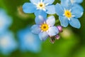 Beautiful wild forget-me-not Myosotis flower blossom flowers in spring time. Close up macro blue flowers, selective focus. Royalty Free Stock Photo