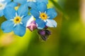 Beautiful wild forget-me-not Myosotis flower blossom flowers in spring time. Close up macro blue flowers, selective focus. Royalty Free Stock Photo
