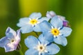 Beautiful wild forget-me-not Myosotis flower blossom flowers in spring time. Close up macro blue flowers, selective focus. Royalty Free Stock Photo