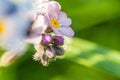 Beautiful wild forget-me-not Myosotis flower blossom flowers in spring time. Close up macro blue flowers, selective focus. Royalty Free Stock Photo