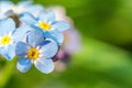 Beautiful wild forget-me-not Myosotis flower blossom flowers in spring time. Close up macro blue flowers  selective focus. Royalty Free Stock Photo