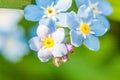 Beautiful wild forget-me-not Myosotis flower blossom flowers in spring time. Close up macro blue flowers, selective focus. Royalty Free Stock Photo