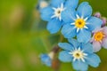 Beautiful wild forget-me-not Myosotis flower blossom flowers in spring time. Close up macro blue flowers, selective focus. Royalty Free Stock Photo