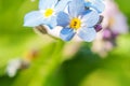 Beautiful wild forget-me-not Myosotis flower blossom flowers in spring time. Close up macro blue flowers, selective focus. Royalty Free Stock Photo