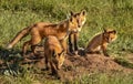 Beautiful Wild Foxes On Mound