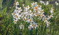 Beautiful wild fragrant Narcissus flowers Narcissus tazetta, bunch-flowered narcissus, daffodil, Chinese sacred lily bloom Royalty Free Stock Photo