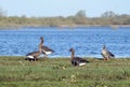 Goose birds in flood field, Lithuania Royalty Free Stock Photo