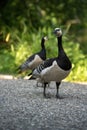 Beautiful wild goose in a nature park with his family.