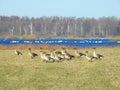 Nice goose walking in flood field in spring, Lithuania Royalty Free Stock Photo